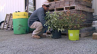 A man properly lifting a plant